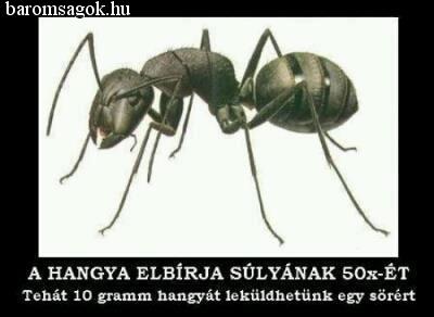 Idomítás indul