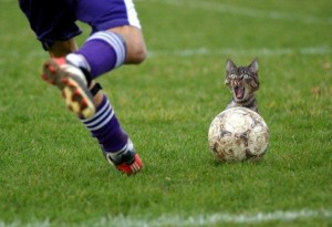 macsek a labda mögött