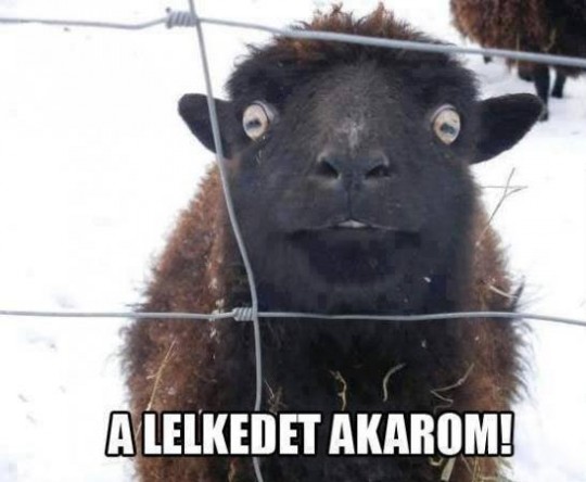 A lelked akarom