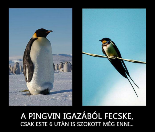 PINGVIN - FECSKE