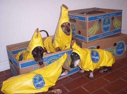 banán vagy kutya